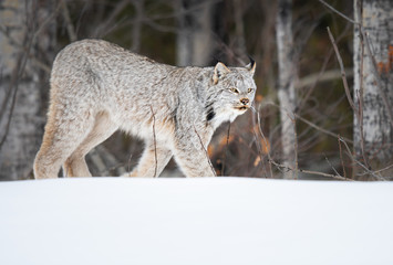 Canadian lynx in the wild