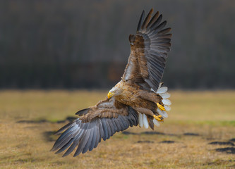 Sea Eagle in flight shot in Poland