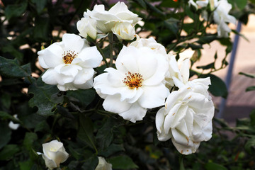 many white rose buds on a summer day among green leaves . white roses in the garden macro