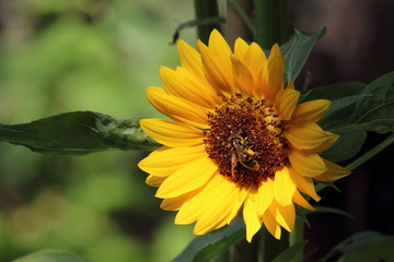 Sonnenblume mit Biene