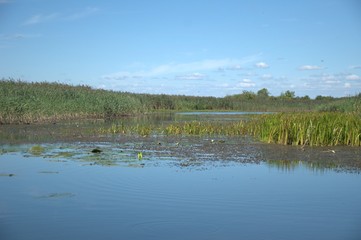 Panorama of the river and the banks with reeds in the water