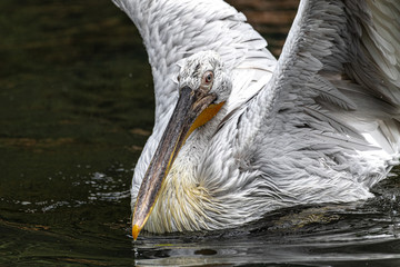 Portrait of Dalmatian Pelican (Pelecanus crispus)