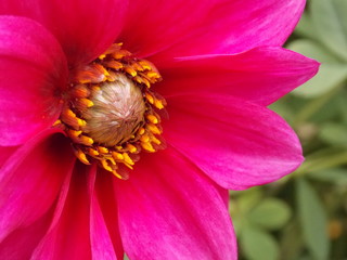 Close up Pink Flower