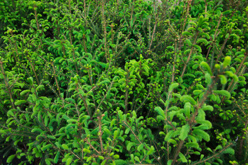 Fototapeta na wymiar Saplings coniferous trees in pots in plant nursery