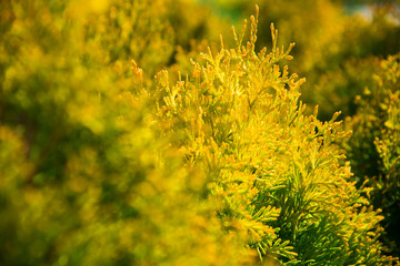 Saplings coniferous trees in pots in plant nursery