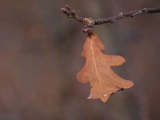 Dried leaf of European oak (Quercus robur) - brown autum leaf, Gdansk, Poland