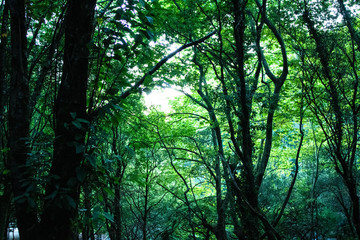 sun rays in the forest