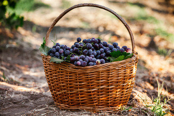 Fototapeta na wymiar Black grapes basket. Red wine grapes. French vineyard.