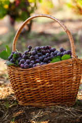 Fototapeta na wymiar Black grapes basket. Red wine grapes. French vineyard.