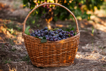 Black grapes basket. Red wine grapes. French vineyard.