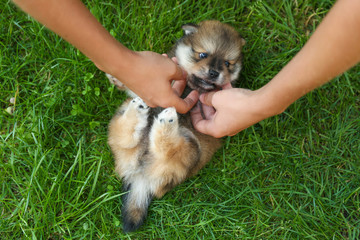 human hands play with spitz puppy on the grass top view