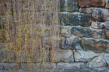 Cascading vine on a Stone Wall