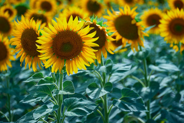 bright sunflower field, a beautiful landscape on a summer day