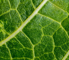 plant capillaries for photosynthesis, green leaf texture, green leaf veins, macro photography