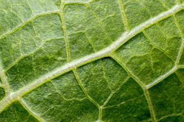 plant capillaries for photosynthesis, green leaf texture, green leaf veins, macro photography
