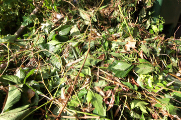 compost heap or an overgrown pile of weeds