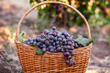 Black grapes basket. Red wine grapes. French vineyard.