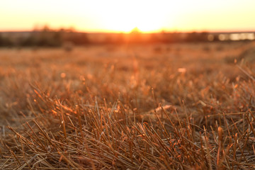 Fototapeta premium cut ears of wheat on the field