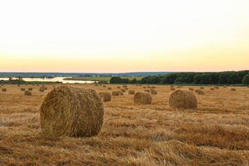 golden haystacks is on wheat field in summer