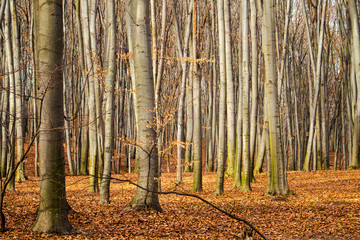 autumn forest on a clear day, a view of the pillars of trees and fallen leaves