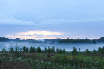 fog in forest in summer evening