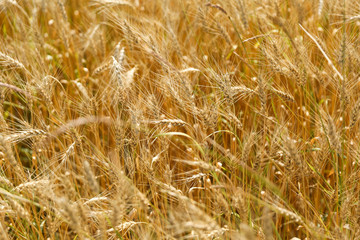 background of golden rye field