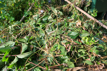 compost heap or an overgrown pile of weeds