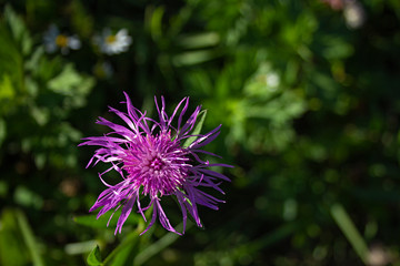 A Brown knapweed (Centaurea jacea) flower in a meadow, a blurry background