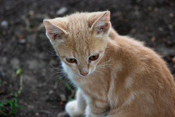 portrait of a red cat