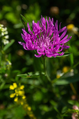 Fototapeta premium A Brown knapweed (Centaurea jacea) flower in a meadow, a blurry background