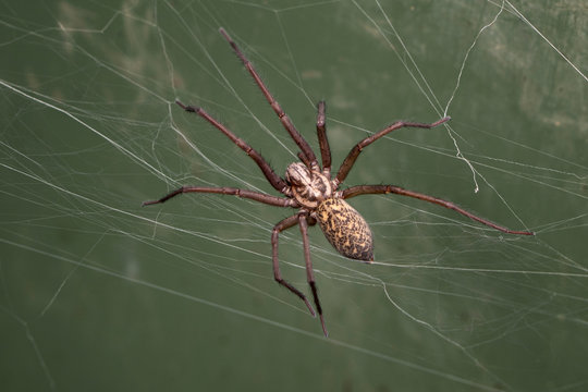 a giant house spider 
