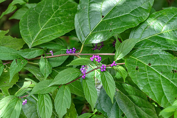Purple berries on a green bush