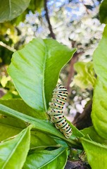 caterpillar on leaf