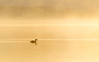 scatto all'alba di uno svasso, immerso nella nebbia alle prime luci del giorno