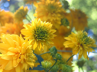 yellow flowers Golden ball in August