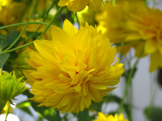 yellow flowers Golden ball in August
