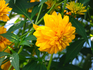 yellow flowers Golden ball in August