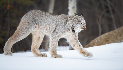 Canadian lynx in the wild