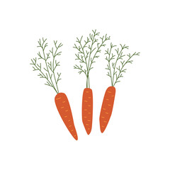 Three carrots with green leaves isolated, organic harvest vector