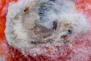 Fototapeta premium tomato covered with green-yellow mould and filamentous 