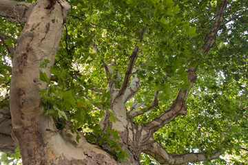 Sycamore. Crown of a centuries-old tree on the city boulevard, bottom view.