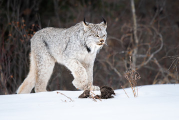 Canadian lynx in the wild