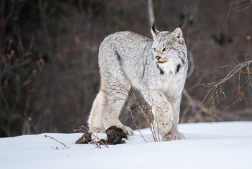 Canadian lynx in the wild