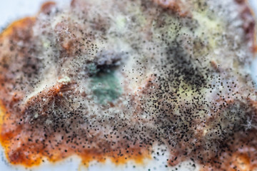 Rotten apricot covered with mold and fungus