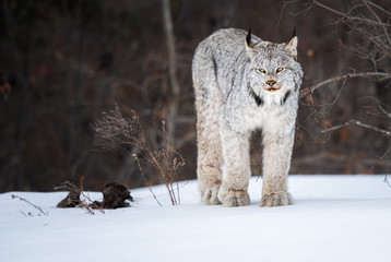 Canadian lynx in the wild