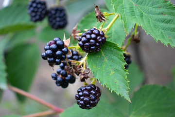 Close up view of fresh ripe blackberry in the garden. Sunny summer day.