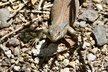 LAGARTO