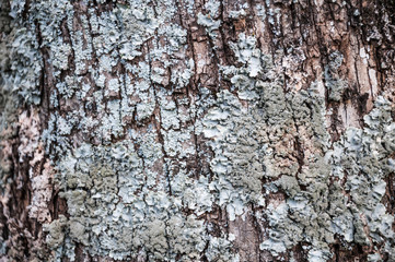 Tree bark with lichen