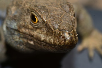 LAGARTO