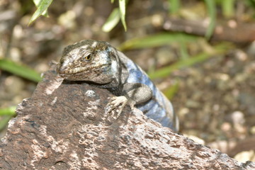 LAGARTO